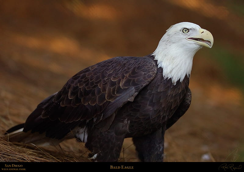 Bald Eagle.jpg, fly, bald eagles, eagle, dom, sea, HD wallpaper