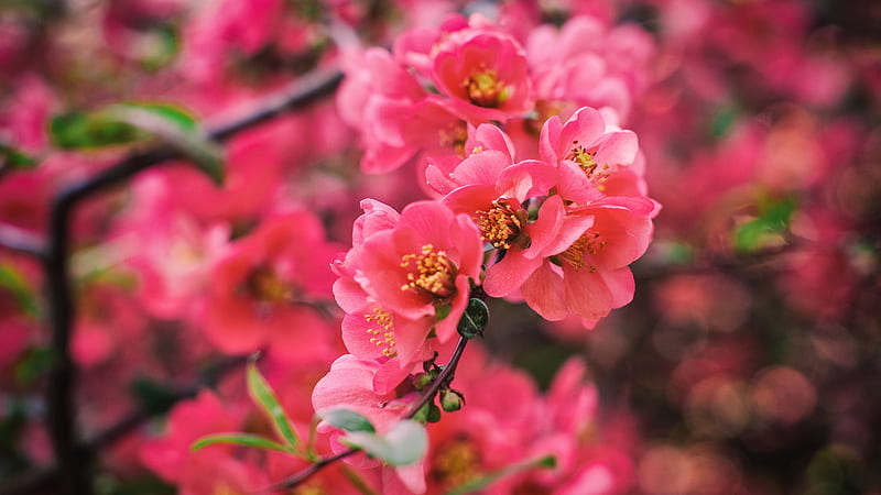 Bunch Of Red Flowers Tree Branches Flowers, HD wallpaper Bunch Of Red Flowers Tree Branches Flowers, HD wallpaper
