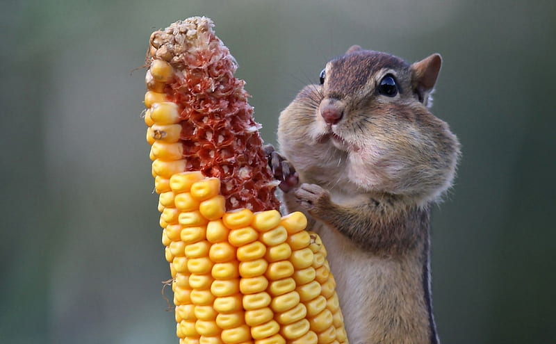 Chipmunk, corn, lovely, food, animal, cute, funny, cheeks, eating, HD wallpaper