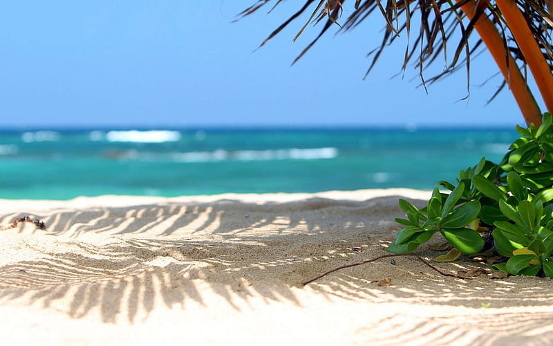 sand, beach, tropical island, coast, ocean, palm tree, green leaves, summer, rest, relax, HD wallpaper