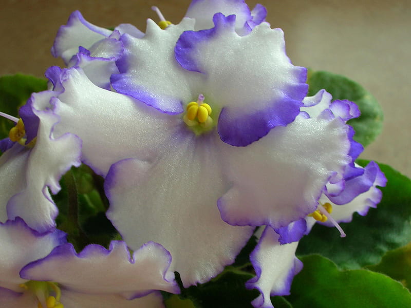 The African Violet By Optimara, flower, optimara, blue and white, african violet, HD wallpaper