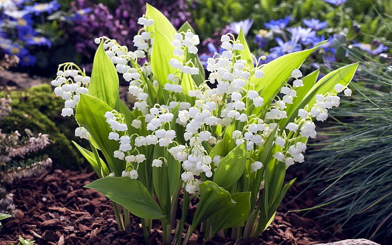 Lily of the Valley, blossoms, garden, spring, pearls, HD wallpaper