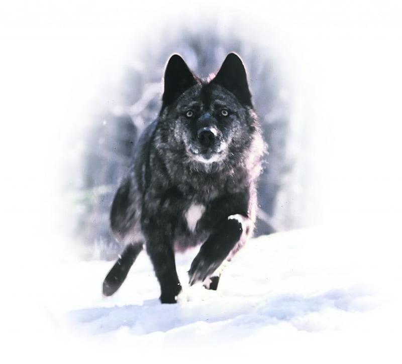 Running wolf, insnow, friendship, pack, dog, lobo, arctic, black, abstract, winter, timber, snow, wolf , wolfrunning, wolf, white, lone wolf, howling, wild animal black, howl, bonito, canine, wolf pack, solitude, gris, the pack, mythical, majestic, spirit, canis lupus, grey wolf, nature, wolves, HD wallpaper