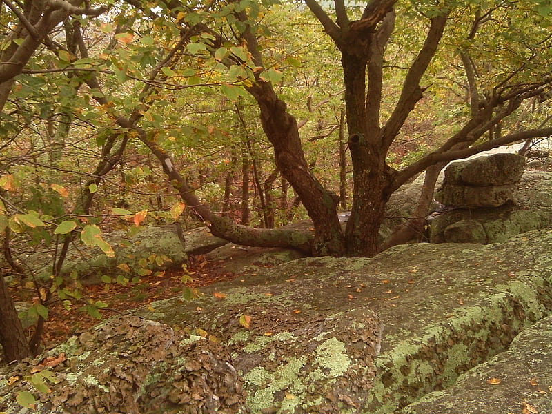 Tree in Rocks, forest, rocks, fall, tree, lichen, HD wallpaper