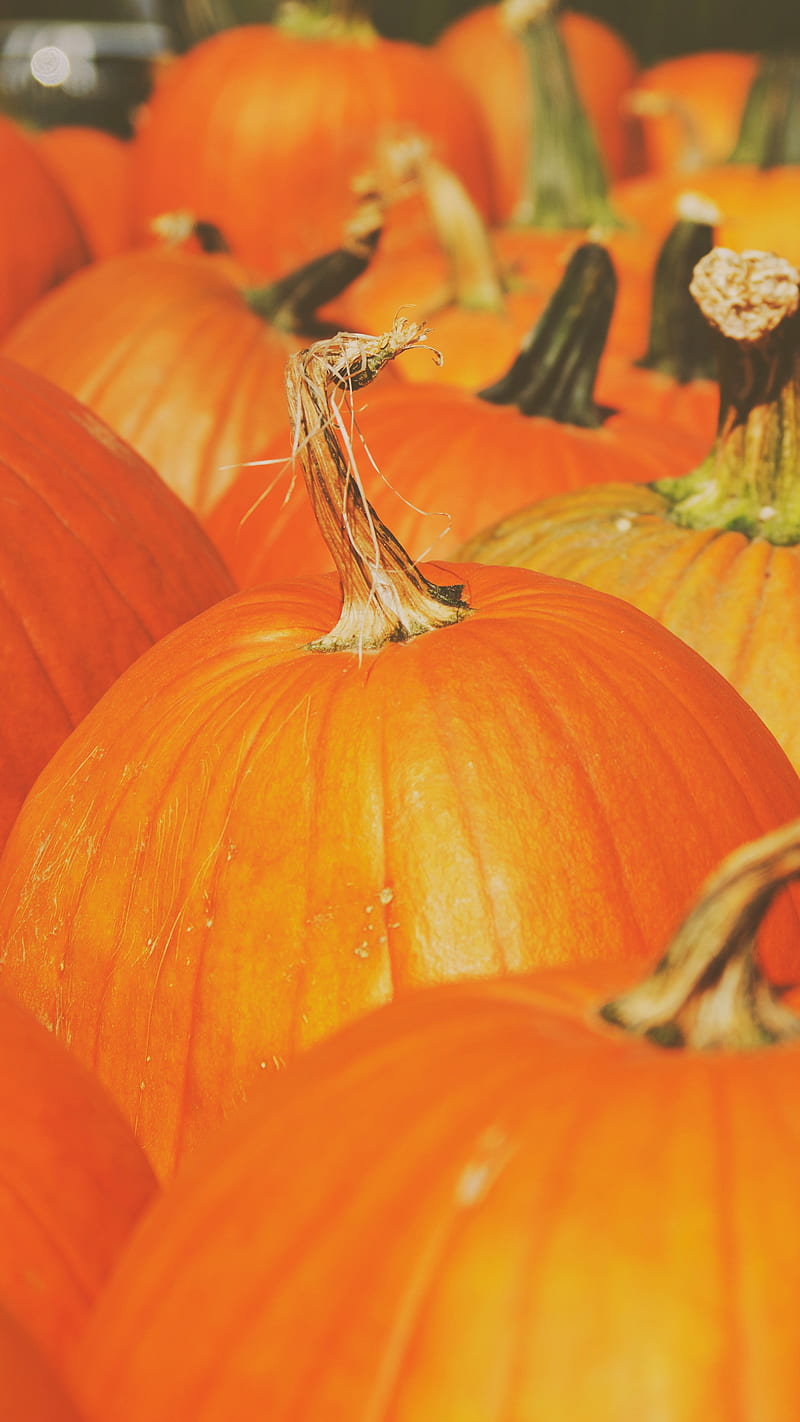 Pumpkin Patch, fall, gourds, halloween, autumn, pumps18, HD phone wallpaper