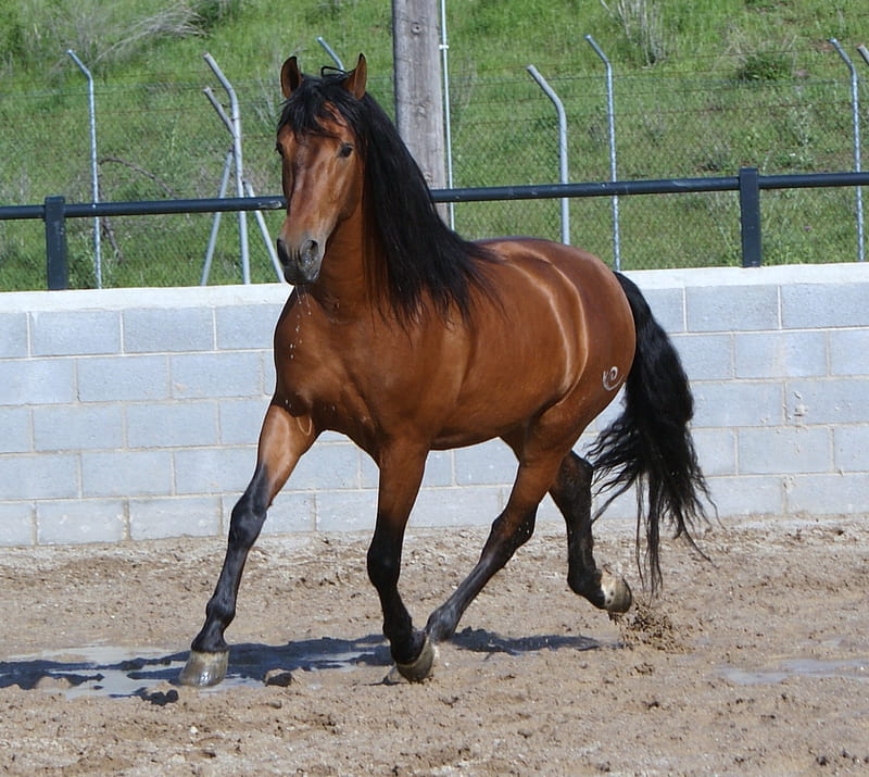 Bay Andy, bay, andalusian, horses, spanish, HD wallpaper