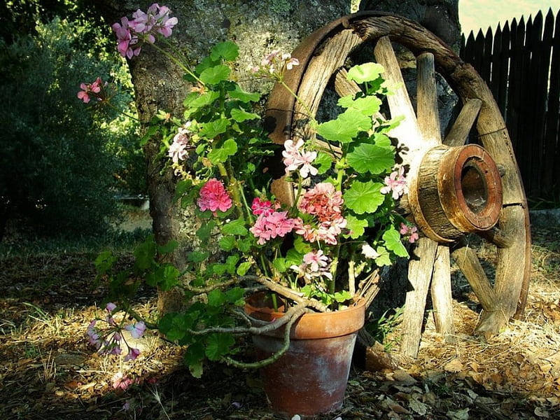 Old Wheel, fence, blossoms, geranium, pot, backyard, HD wallpaper