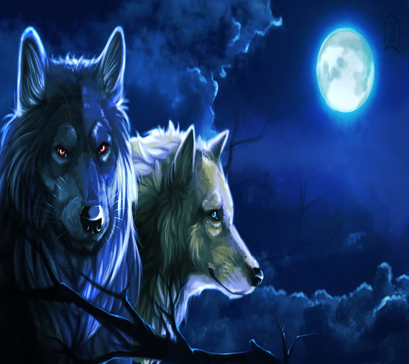 Beautiful Wolfs, HD wallpaper | Peakpx