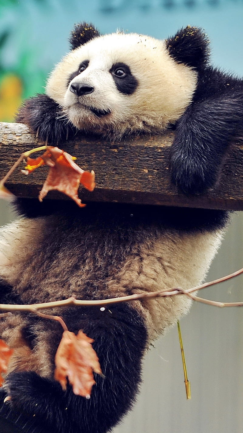 Cute Panda, tree, branch, bear, nature, animal, wild, HD phone wallpaper |  Peakpx