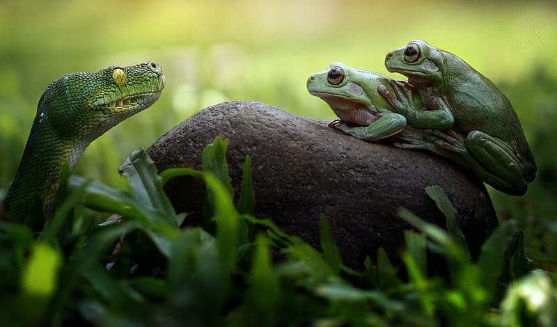 Snake and frogs, zoology, Snake, herpetology, frogs, animals, amphibian, reptiles, HD wallpaper