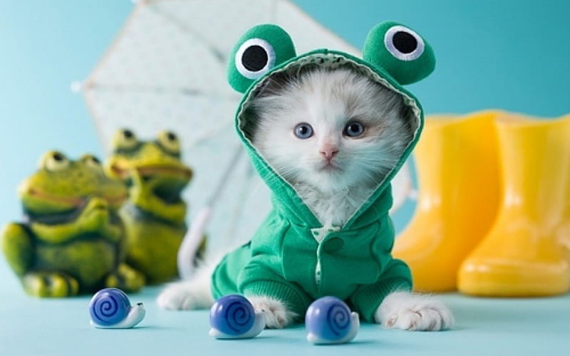 Funny Kitty Frog, cute, frogs, frog, costume, kitty, funny, snails, toys, HD wallpaper