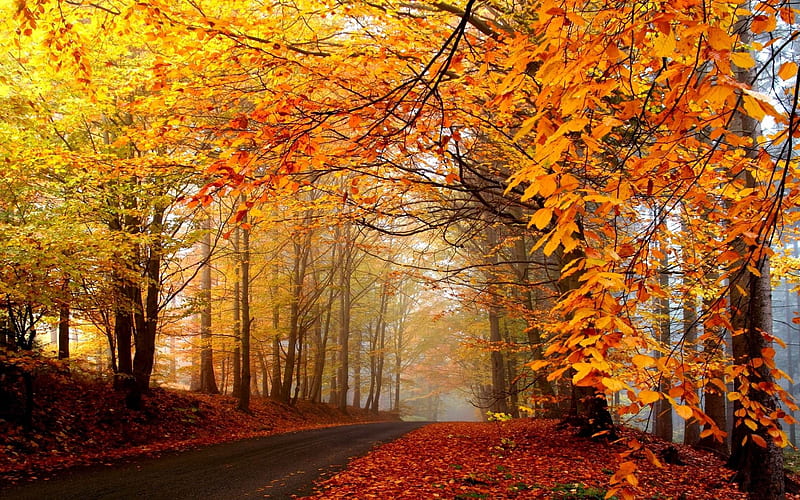 Autumn trees road fog-Landscape, HD wallpaper