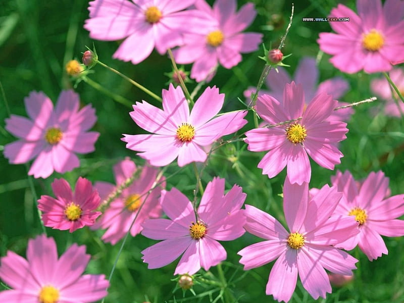 Lovely Cosmos, summer, flowers, nature, cosmos, asters, pink, HD wallpaper