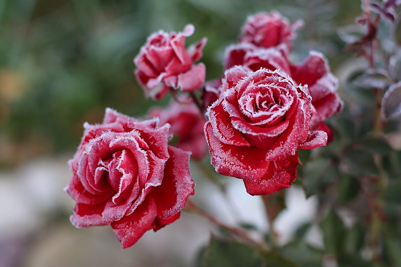 red, rose, flower, pink, frozen, frost, winter, iarna, trandafir, HD wallpaper