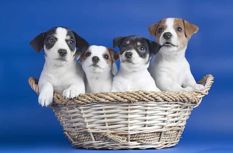 *** Basket of dogs ***, animals, dogs, animal, dog, HD wallpaper *** Basket of dogs ***, animals, dogs, animal, dog, HD wallpaper