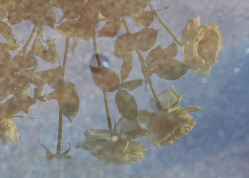 BEHIND THE GLASS, windows, droplets, plants, flowers, gardens, rain, roses, weather, HD wallpaper