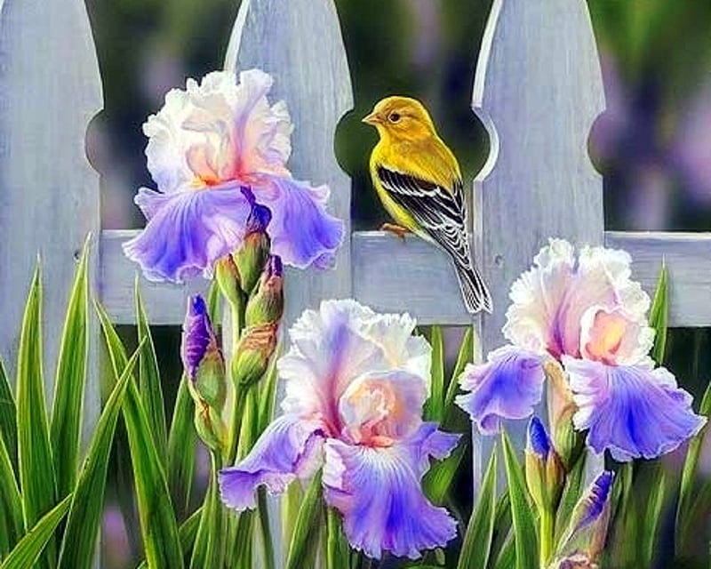 Picket Fence - Goldfinch, fence, love four seasons, birds, spring, paintings, flowers, garden, irises, nature, goldfinch, animals, HD wallpaper