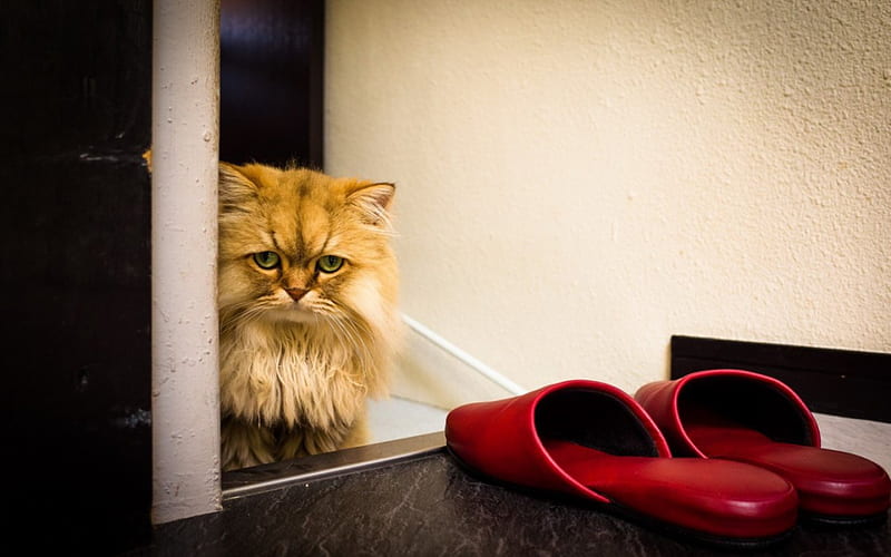Please don't leave me alone..., red, look, house, slippers, sad, cat, dont leave, HD wallpaper