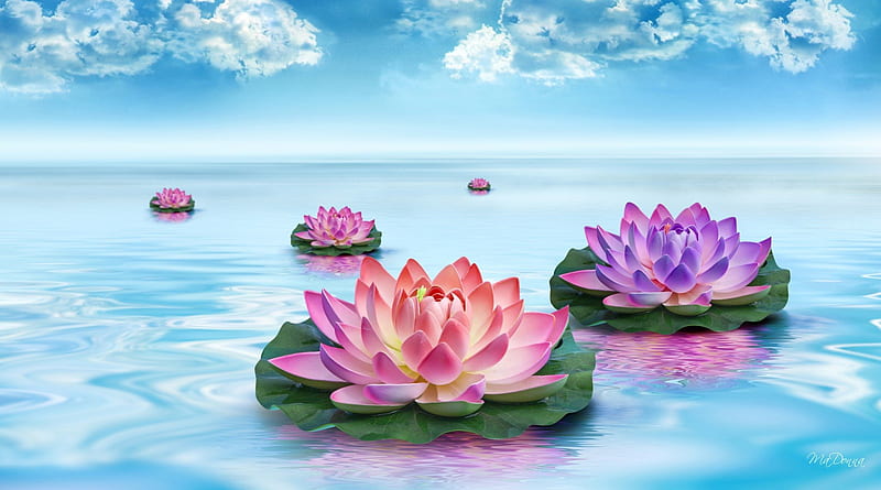 Floating Beauties, flowers, lotus, sky, clouds, lake, water lilies, pond, tranquil, water, serenity, serene, flowers, HD wallpaper
