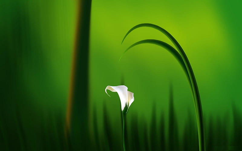 Armonía verde, flor, naturaleza, calas, verde, Fondo de pantalla HD | Peakpx