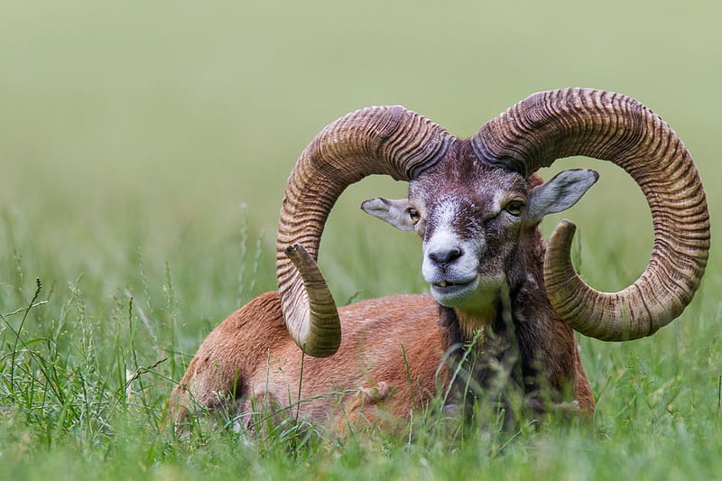 Mouflon, sheep, green, grass, animal, horns, HD wallpaper