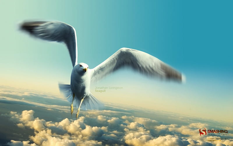 Seagull, birds, bonito, abstract, sky, clouds, nature, animals, blue, HD wallpaper