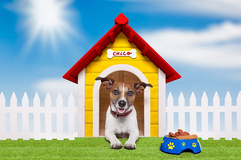 Happy dog, red, fence, house, food, caine, yellow, animal, green, jack russell terrier, funny, dog, blue, HD wallpaper