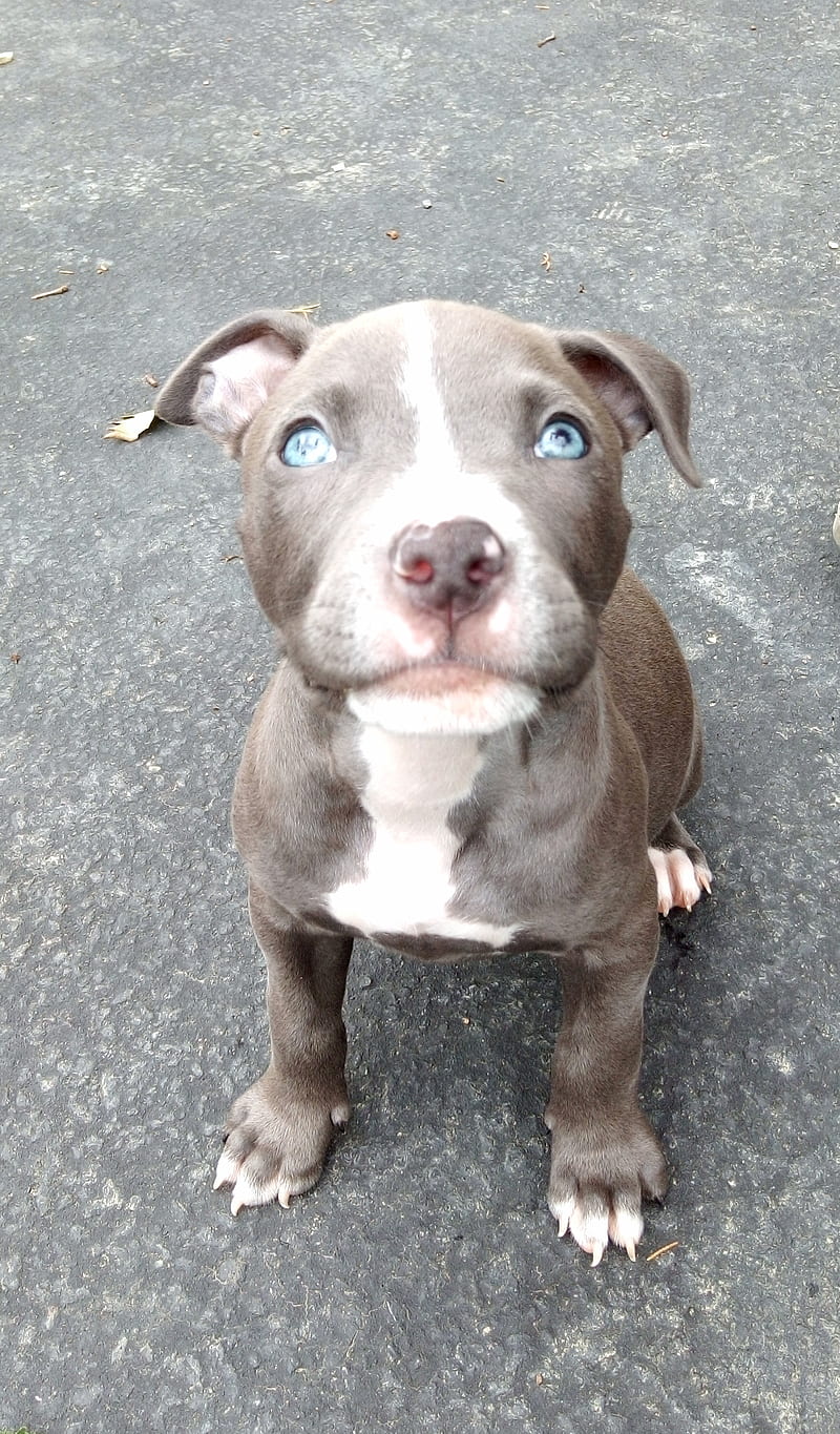 Cute pitbull puppy , dog, dogs, sweet, HD phone wallpaper