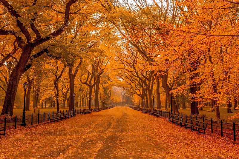 Park, Fall, New York, Central Park, HD wallpaper