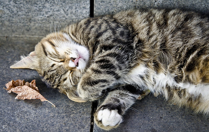 *** Slipping cat ***, cat, cats, animals, animal, HD wallpaper