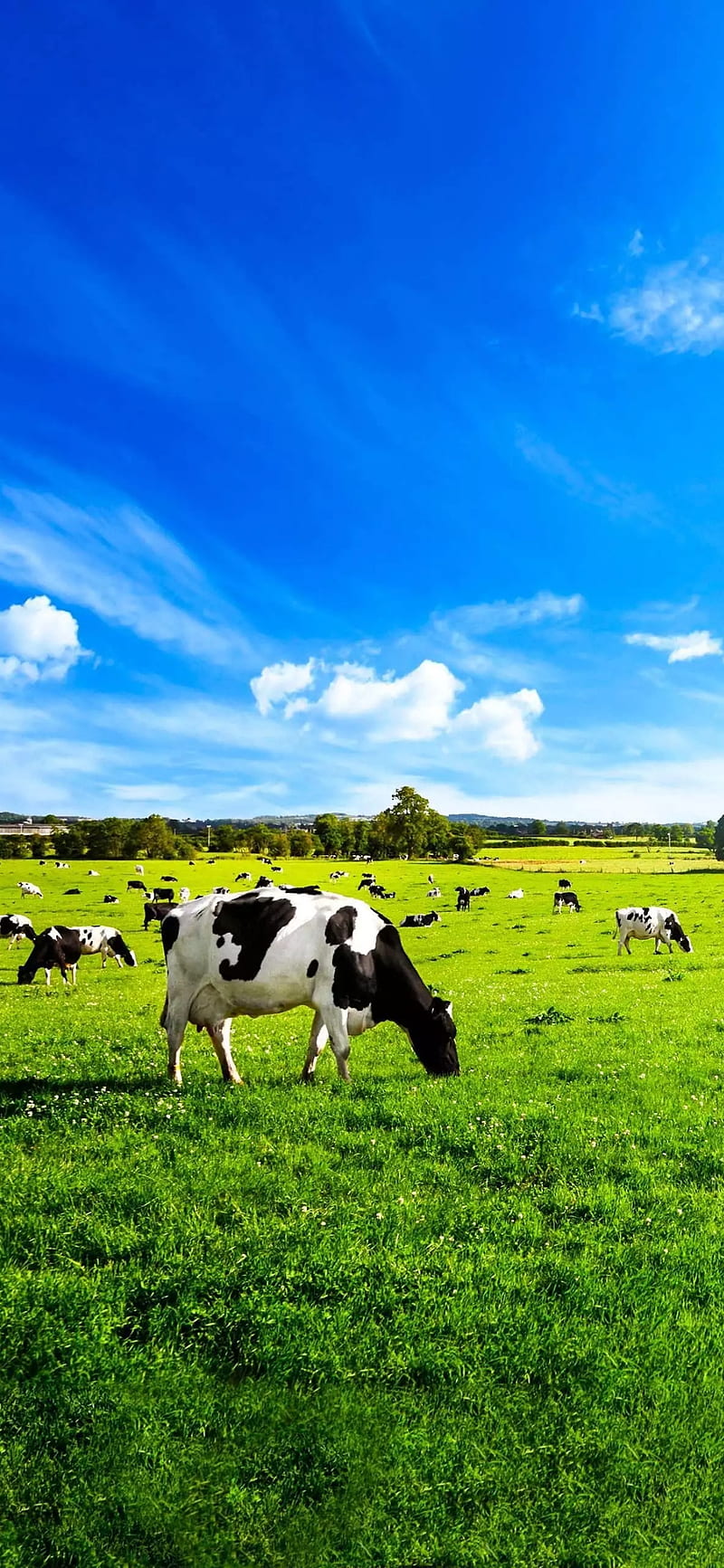Cow, milk, HD phone wallpaper | Peakpx