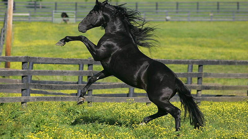 Friesian Stallion, nature, mare, animals, black horses, HD wallpaper