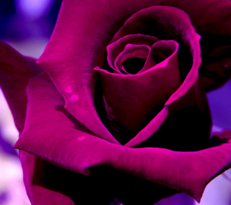 2160x1920px, cute, flowers, garden, purple rose, HD wallpaper | Peakpx