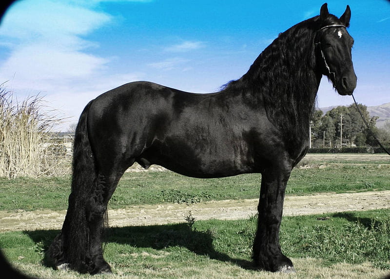 Friesian, stallion, friesland, black horse, animals, horses, HD wallpaper