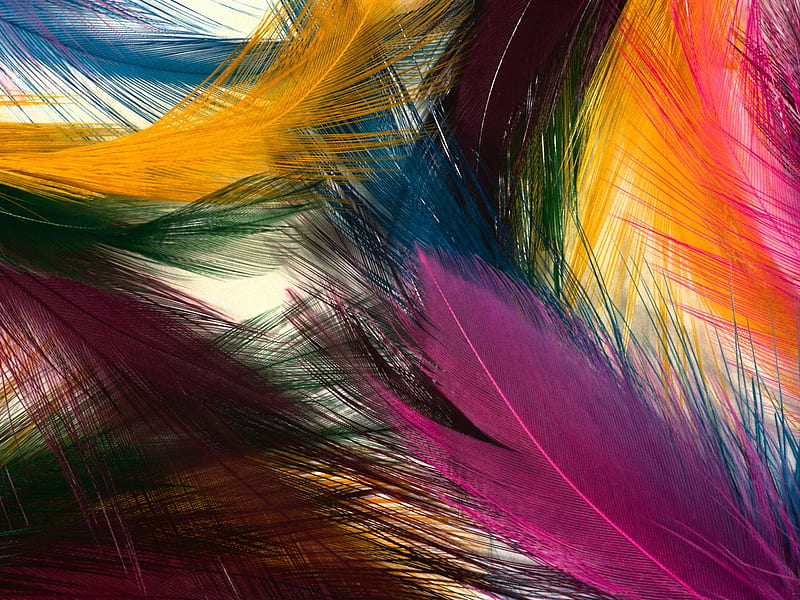 MULTI COLOR FEATHERS, colorful, background, color, abstract, multi,  feathers, HD wallpaper | Peakpx
