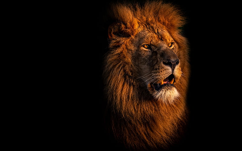 Lion on a black background, face of a lion, dangerous animals, lions,  wildlife, HD wallpaper | Peakpx