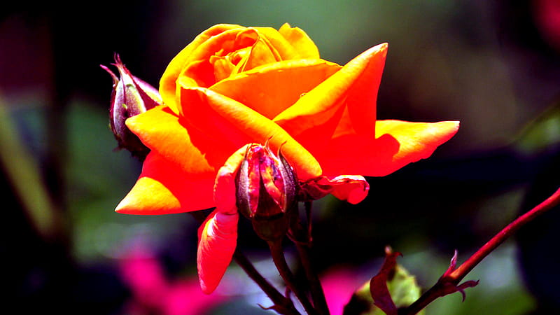 A Rose for CHACHA08, perfume, red, pretty, orange, rose, yellow, bonito, graphy, flowers, beauty, bud, roses, flower, garden, nature, petals, HD wallpaper