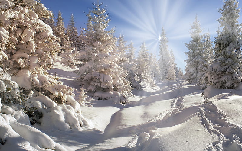 winter, mountains, snow, forest, sun, HD wallpaper