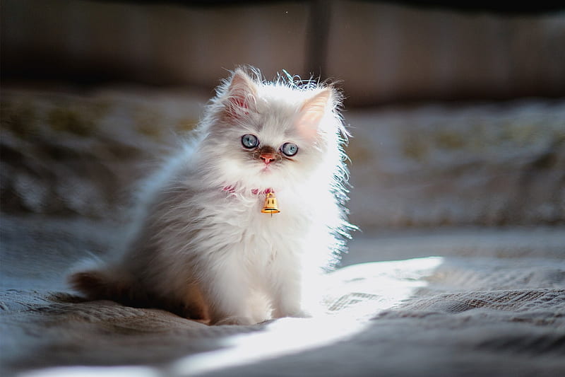 Cute Kitten , fluffy, white cat, adorable, cat, sweet, cute, graphy, kitten, blue eyes, HD wallpaper