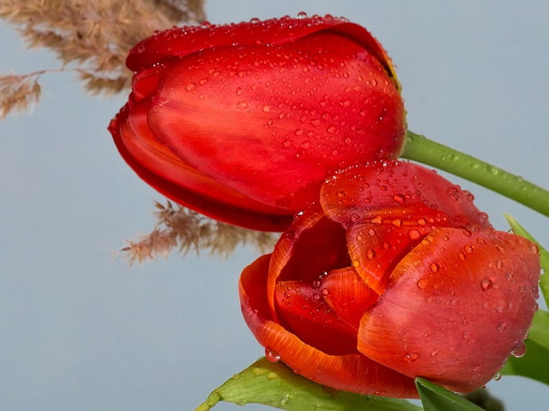 Red Tulips, red, wet, green, composition, flowers, nature, tulips, HD wallpaper