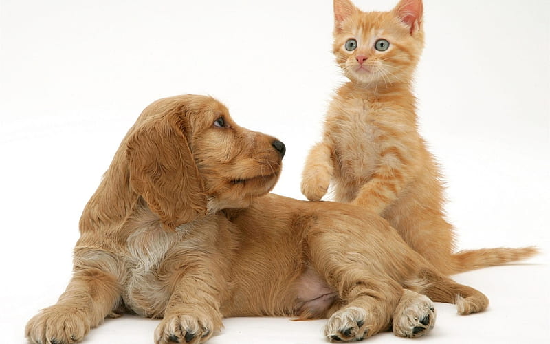 English cocker spaniel, puppy, kitten, friendship concepts, dog and cat, cute animals pets, HD wallpaper