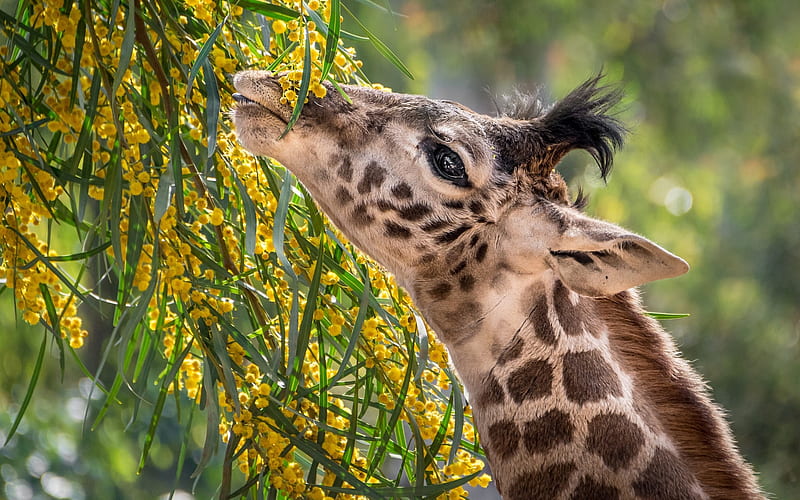 giraffe, Africa, mimosa, wildlife, long neck, wild animals, HD wallpaper