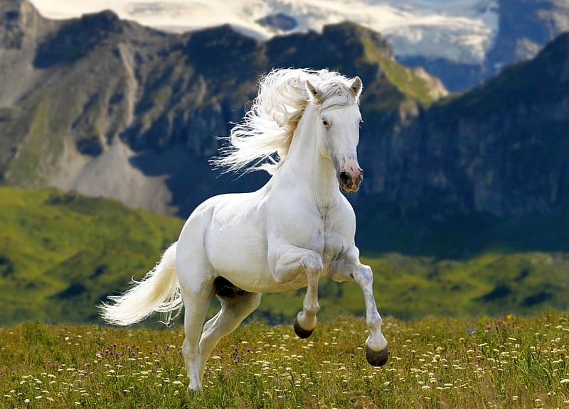 White Horse, cool, white, horse, HD wallpaper