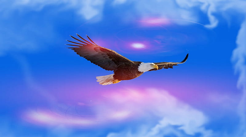 ~*~ Eagle ~*~, sky, blue, Eagle, HD wallpaper