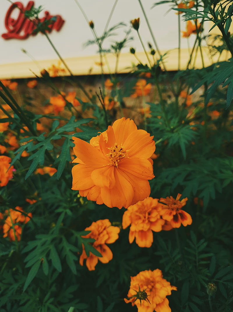 Field of Blooming Orange and Yellow Marigold Flowers for Background or  Wallpaper Stock Photo  Alamy
