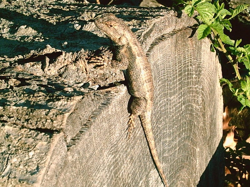 Untitled , fence lizard, HD wallpaper