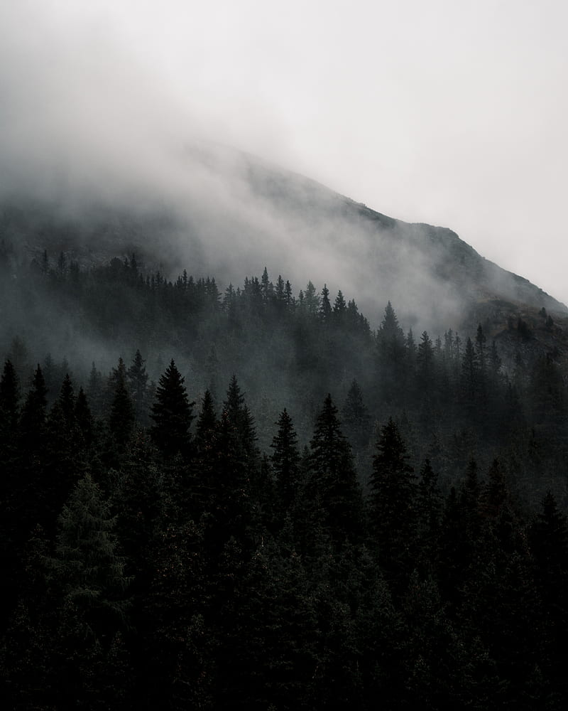 Mountain, forest, fog, nature, landscape, HD phone wallpaper | Peakpx