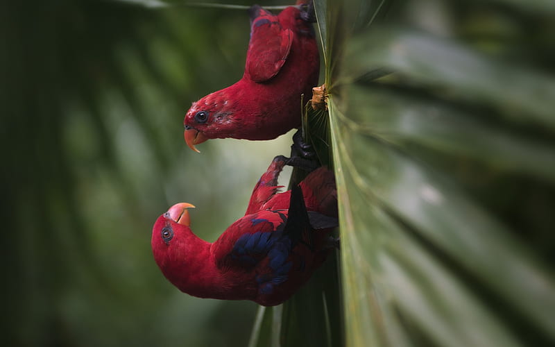 Philippine slow loris, red parrots, rare birds, red birds, rainforest, parrots, Philippines, Asia, Nycticebus menagensis, HD wallpaper