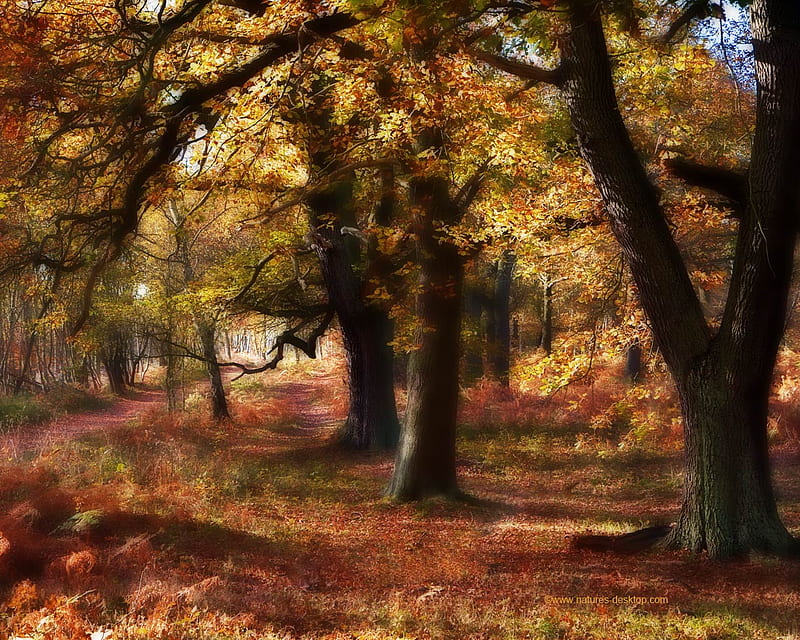 Dreamy forest, forest, fall, autumn, dreamy, nature, HD wallpaper | Peakpx