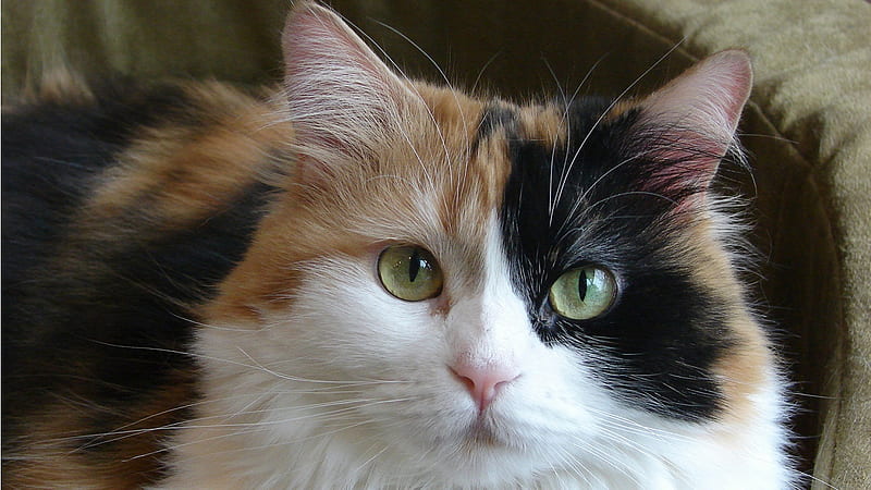 Is It Time, sitting, calico, cat, eyes, HD wallpaper